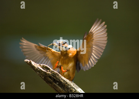Eisvogel, Alcedo Atthis, fliegen mit Fisch zu Niederlassung und Barsch Stockfoto