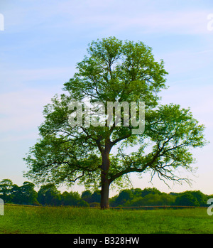 Alte Eiche im schönen grünen Wiese im britischen Sommermorgen Stockfoto