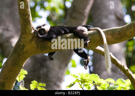 Westlichen schwarzen und weißen Colobus in Boabeng Fiema Monkey Sanctuary Ghana Stockfoto