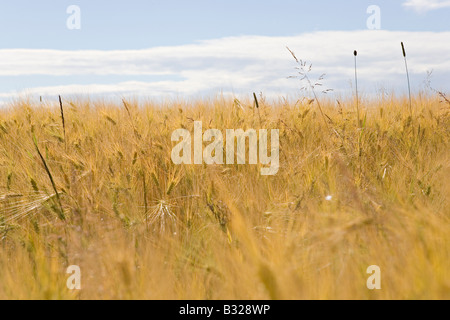 Gerste Hordeum Vulgare Getreide Getreidefeld in der Nähe von Turaida im Gauja-Nationalpark Stockfoto