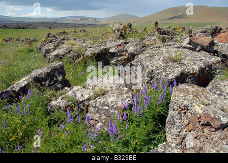 Blumen wachsen auf den Spitzen der Hügel in der Landwirtschaft, im Osten der Türkei Stockfoto