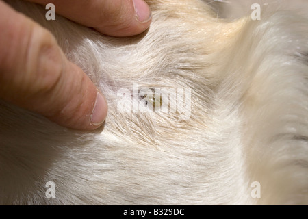 Nahaufnahme der Zecke (acarina sp) im Hundefell Stockfoto