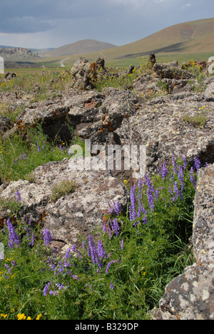 Blumen wachsen auf den Spitzen der Hügel in der Landwirtschaft, im Osten der Türkei Stockfoto