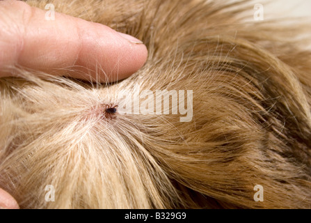 Nahaufnahme der Zecke (acarina sp) im Hundefell Stockfoto