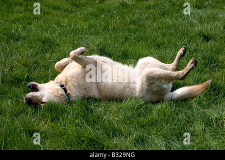 Labrador Hund Gras Rollen Stockfoto