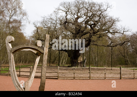 Major Oak Sherwood Forest Nottinghamshire schätzungsweise mehr als 1000 Jahre alt sein Stockfoto