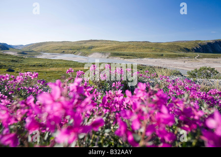 Pflanzen blühen in der Tundra in der Nähe von Kangerlussuaq in Grönland Stockfoto