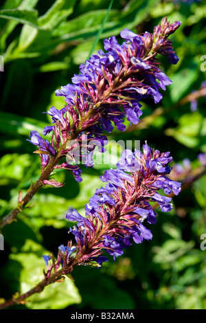 Kitzbühler Horn Aurach Trek: Lavendel Stockfoto
