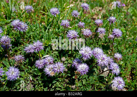 Kitzbühler Horn Aurach Trek: Wildblumen Stockfoto