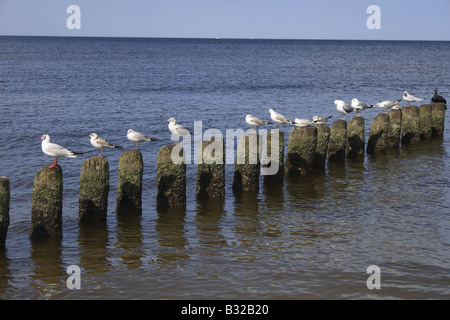 Möwen am leisten an der Ostsee in Mecklenburg Vorpommern Usedom Insel Deutschland Europa sitzen. Foto: Willy Matheisl Stockfoto