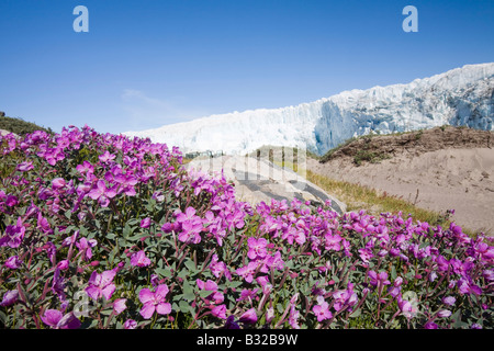 Pflanzen blühen in der Tundra vor Russell Glacier in der Nähe von Kangerlussuaq in Grönland Stockfoto