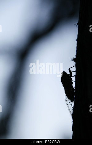 eine Zikade Fliegen Insekt ruht auf Baum in Italien Stockfoto