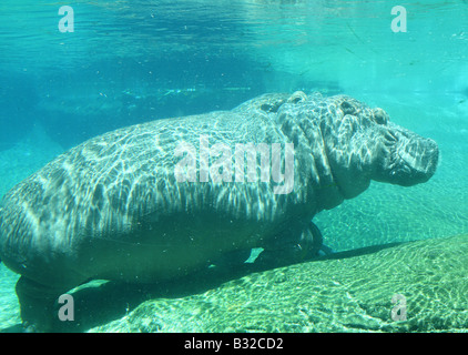 Hippo Nilpferd unter Wasser Stockfoto