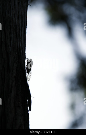 eine Zikade Fliegen Insekt ruht auf Baum in Italien Stockfoto