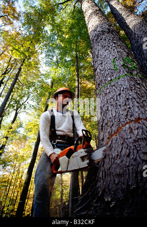 Holzfäller selektiv schneiden Prime Laubbäumen mit einer Kettensäge im US-Bundesstaat Pennsylvania Wald, USA Stockfoto