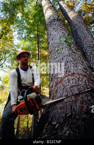 Holzfäller selektiv schneiden Prime Laubbäumen mit einer Kettensäge im US-Bundesstaat Pennsylvania Wald, USA Stockfoto