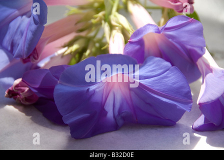 Morning Glory Blumen lag in der Sonne, jeweils in einer anderen Phase des kurzen Tages-Lebens. Stockfoto