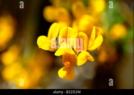 Alpine Birdsfoot Tefoil - Lotus Alpinus - Wilde Wiese Blume - Grindelwald Schweiz Stockfoto