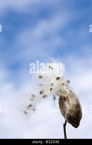 Bewölkter Himmel mit gemeinsamen Seidenpflanze Pod (ASCLEPIAS SYRIACA, Schmetterling Blume, Silkweed) mit Samen Dispergieren, im Wind wehen. Stockfoto