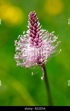 Alpenblume - Brenese Alpen der Schweiz Stockfoto