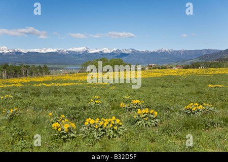 BALSAMWURZEL Balsamorhiza Sagittata oder ARROWLEAF BALSAMWURZEL Pflanzen Vergilben die Hänge in WEST YELLOWSTONE NP MONTANA Stockfoto