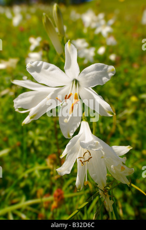 St-Bruno Lily (Paradisea Lilliastrm). Alpine Sommerwiese.  Berner Alpen der Schweiz. Stockfoto