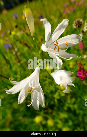 St-Bruno Lily (Paradisea Lilliastrm). Alpine Sommerwiese.  Berner Alpen der Schweiz. Stockfoto