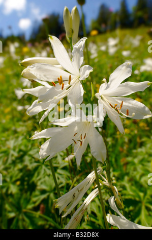 St-Bruno Lily (Paradisea Lilliastrm). Alpine Sommerwiese.  Berner Alpen der Schweiz. Stockfoto