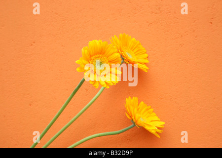 gelbe Gerber Daisy Blume in orange Hintergrund Stockfoto
