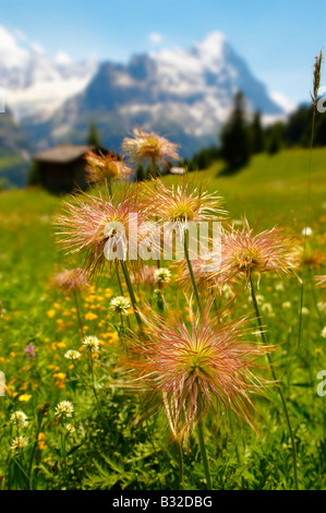 Alpine Avens Samenköpfe. Alpine Sommerwiese.  Berner Alpen. Stockfoto