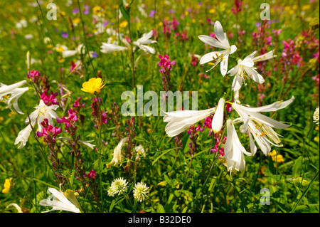 St-Bruno Lily (Paradisea Lilliastrm). Alpine Sommerwiese.  Berner Alpen Stockfoto