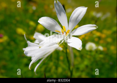 St-Bruno Lily (Paradisea Lilliastrm). Alpine Sommerwiese.  Berner Alpen Stockfoto