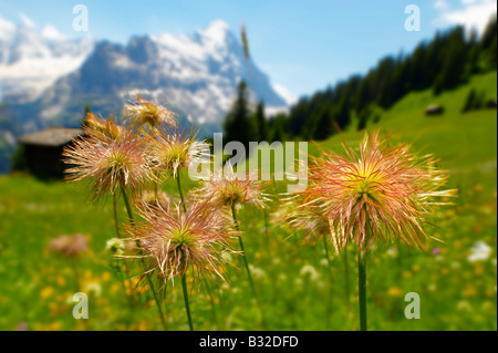 Alpine Avens Samenköpfe. Alpine Sommerwiese.  Berner Alpen. Stockfoto