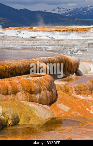 MAMMOTH HOT SPRING Terrassen sind ein wunderbares Beispiel für VOLCANIC thermische Eigenschaften YELLOWSTONE-Nationalpark, WYOMING Stockfoto