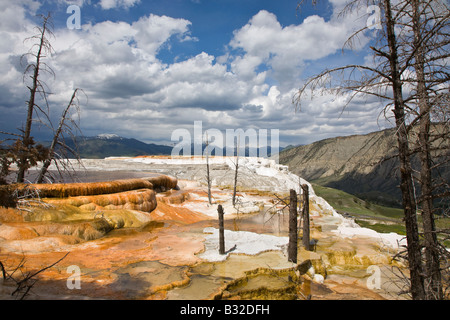 MAMMOTH HOT SPRING Terrassen sind ein wunderbares Beispiel für VOLCANIC thermische Eigenschaften YELLOWSTONE-Nationalpark, WYOMING Stockfoto