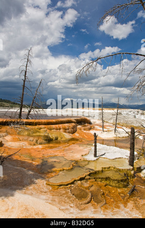 MAMMOTH HOT SPRING Terrassen sind ein wunderbares Beispiel für VOLCANIC thermische Eigenschaften YELLOWSTONE-Nationalpark, WYOMING Stockfoto