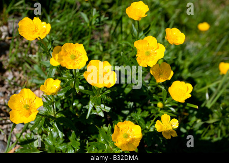 Kitzbühler Horn Aurach Trek: Wildblumen: Goldenes Fingerkraut Stockfoto
