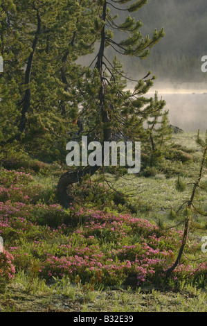 Eine elegant geschwungene Tannenbaum sitzt in unter rosa Blüten bei Sonnenaufgang am Ufer eines nebligen Bergsees. Stockfoto