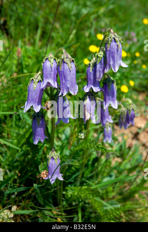 Kitzbühler Horn Aurach Trek: Wildblumen: Pfirsich-leaved Glockenblumen Stockfoto