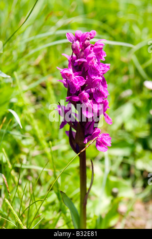 Kitzbühler Horn Aurach Trek: Wildblumen: westliche Knabenkraut Stockfoto