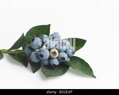 Stengel frische Heidelbeeren auf weißem Hintergrund ausschneiden Stockfoto