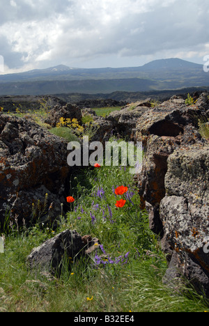 Blumen wachsen auf den Spitzen der Hügel in der Landwirtschaft, im Osten der Türkei Stockfoto