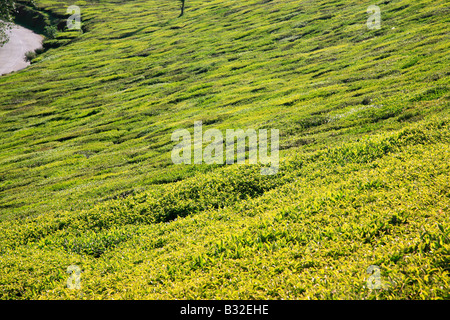 Teeplantage in Ooty, Tamil Nadu, Indien Stockfoto