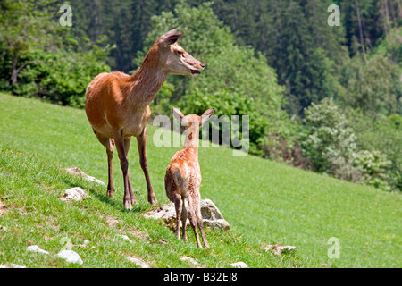 Wildpark Aurach: Hirsche: Mutter und Baby Stockfoto