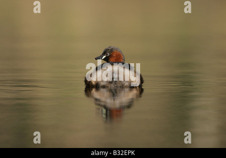 Wenig Grebe Dabchick Stockfoto