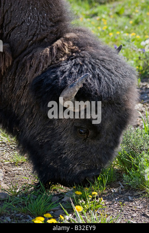 Ein Stier BISON grast auf reichlich Frühling Weide YELLOWSTONE-Nationalpark, WYOMING Stockfoto