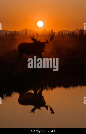 Ein Elch-Alces Alces am Ufer des YELLOWSTONE RIVER bei Sonnenaufgang YELLOWSTONE-Nationalpark, WYOMING Stockfoto