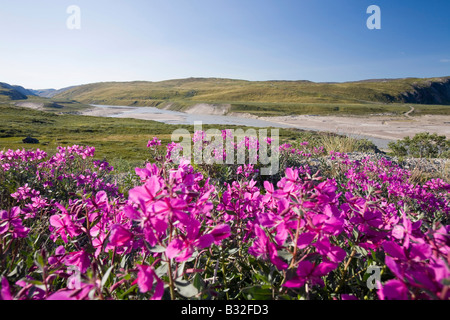 Pflanzen blühen in der Tundra in der Nähe von Kangerlussuaq in Grönland Stockfoto