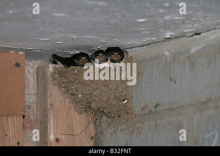 Hirundo Rustica Küken in einem Nest zu schlucken Stockfoto