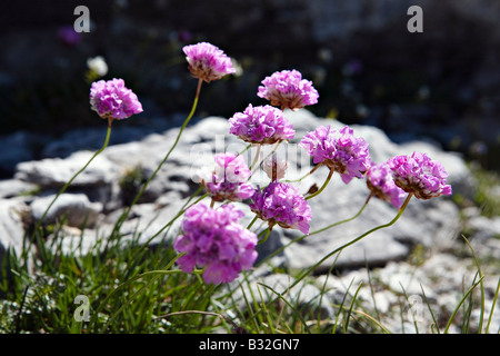 Blühende Blumen in World Heritage Site Nationalpark Pirin Bulgarien Stockfoto